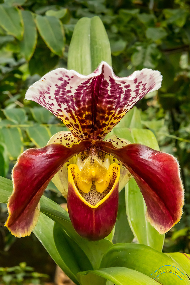 IMAGE: https://lateapexphoto.com/img/s/v-3/p3381326588-6.jpg