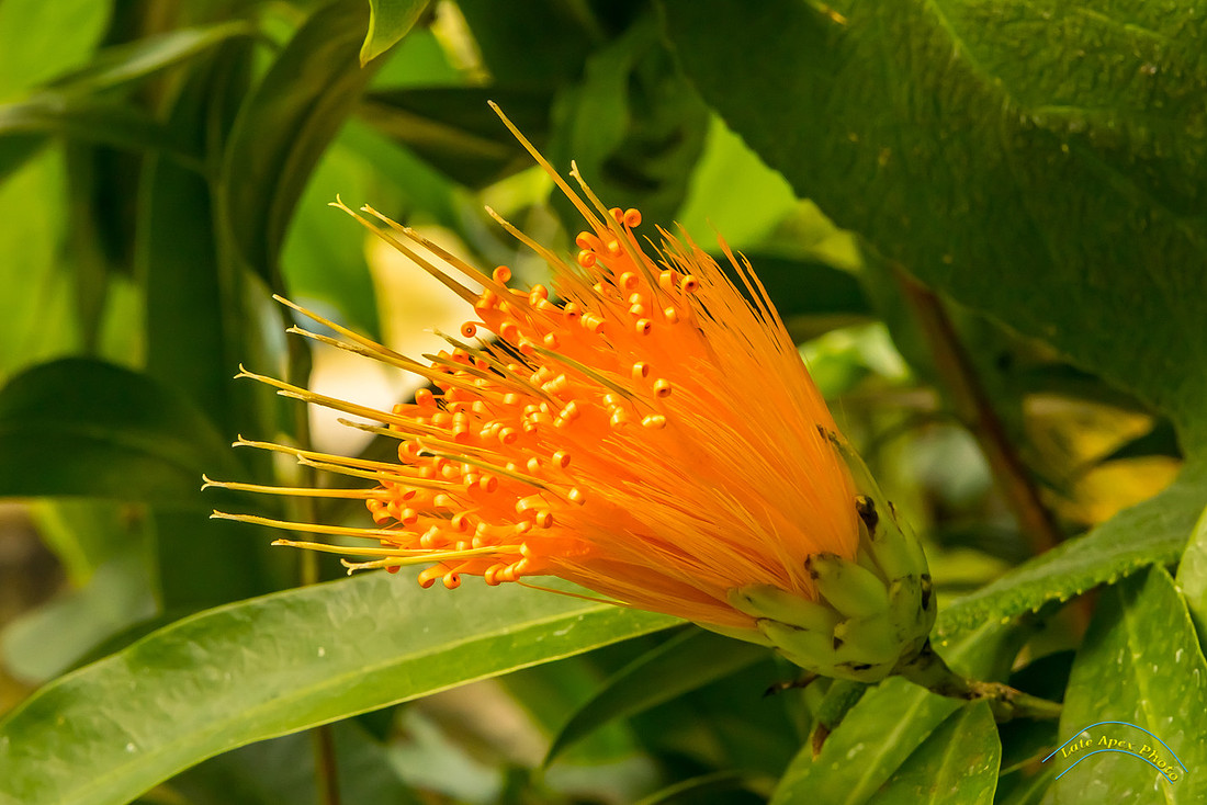 IMAGE: https://lateapexphoto.com/img/s/v-3/p3381326668-5.jpg